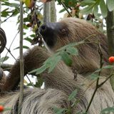 Artenschutz Zweifingerfaultier