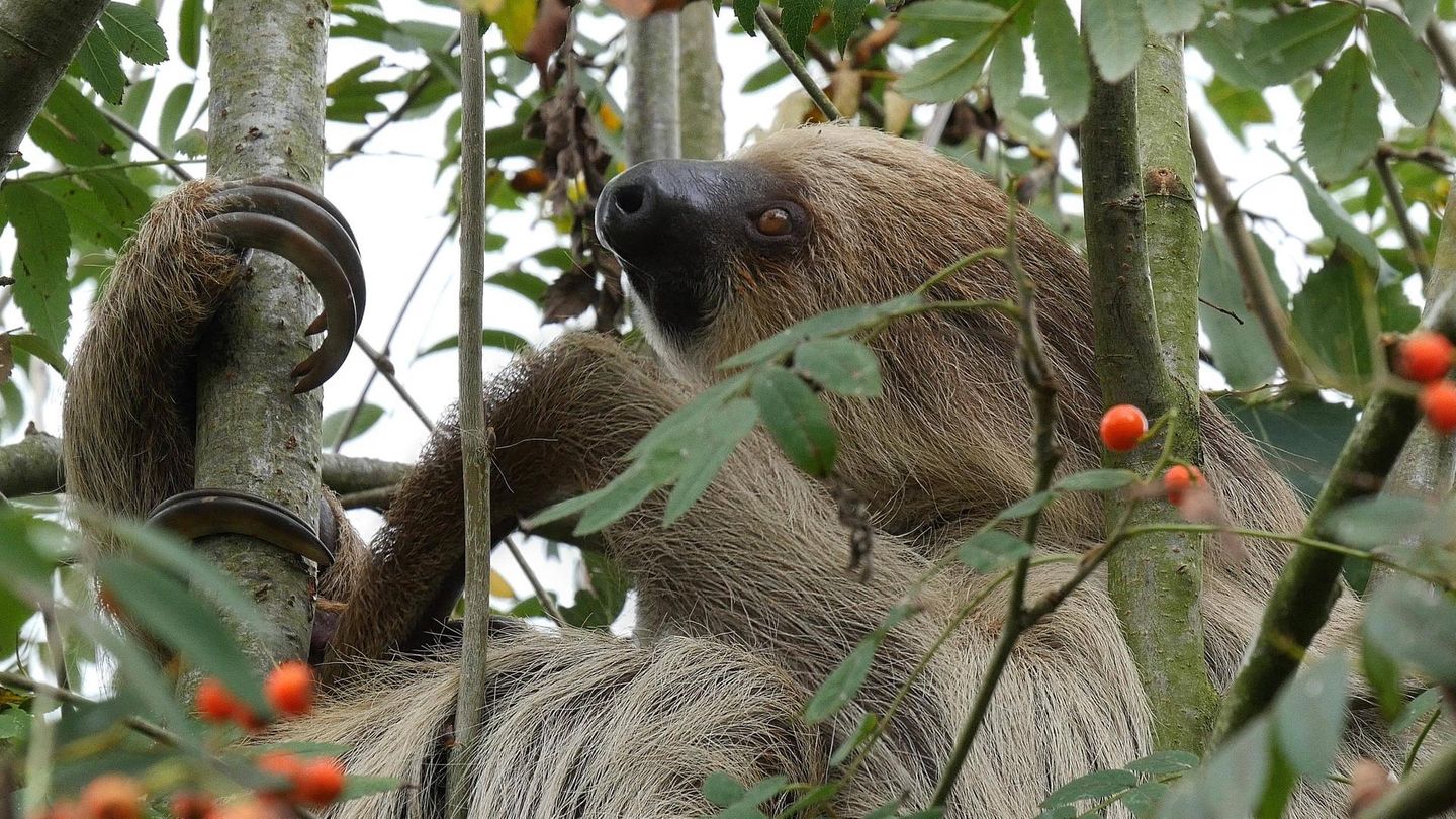 Artenschutz Zweifingerfaultier