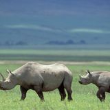 Artenschutz Nashorn mit Jungtier