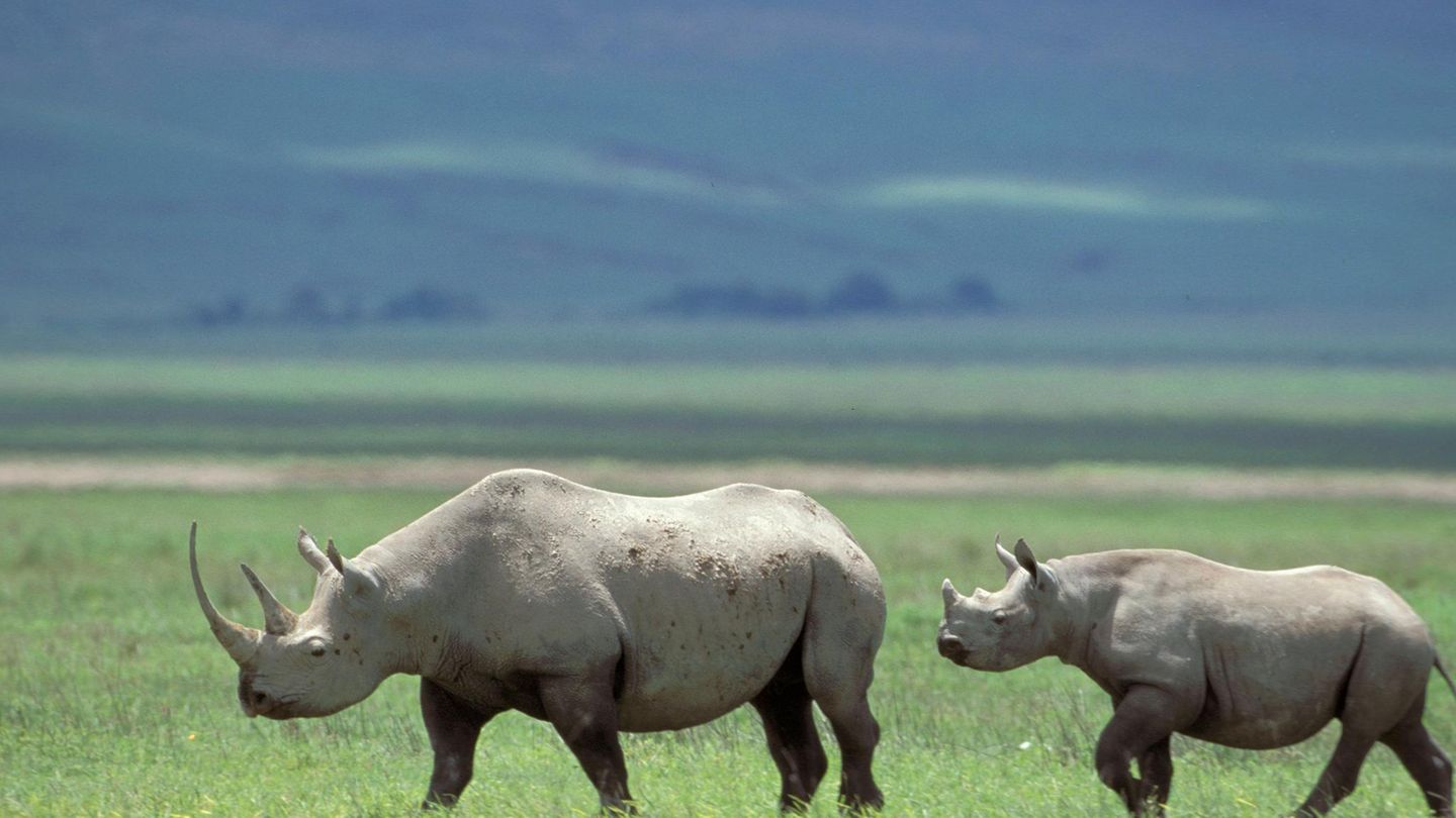 Artenschutz Nashorn mit Jungtier