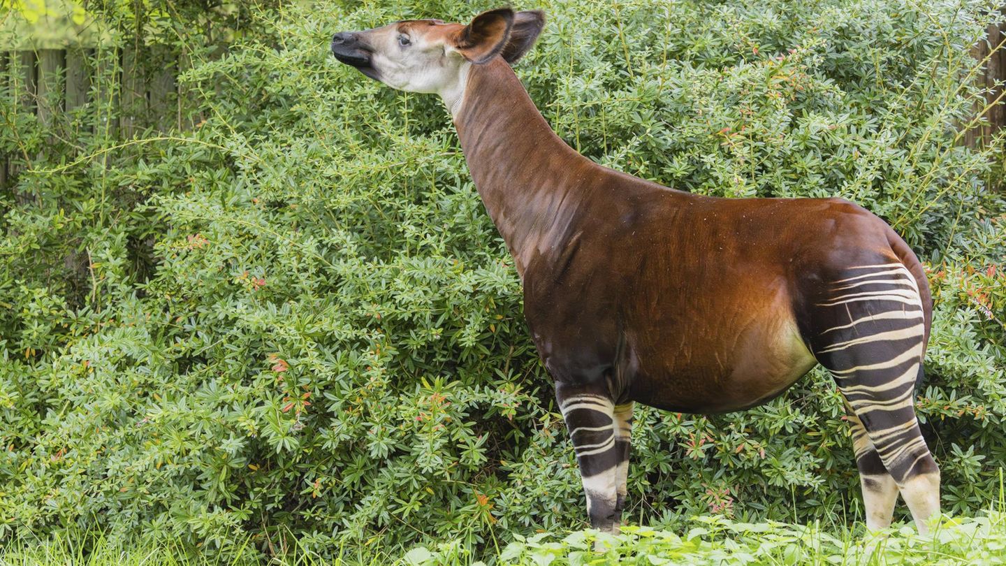 Artenschutz Okapi