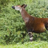 Artenschutz Okapi