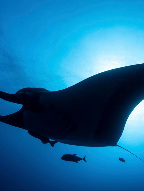 Artenschutz Mantarochen