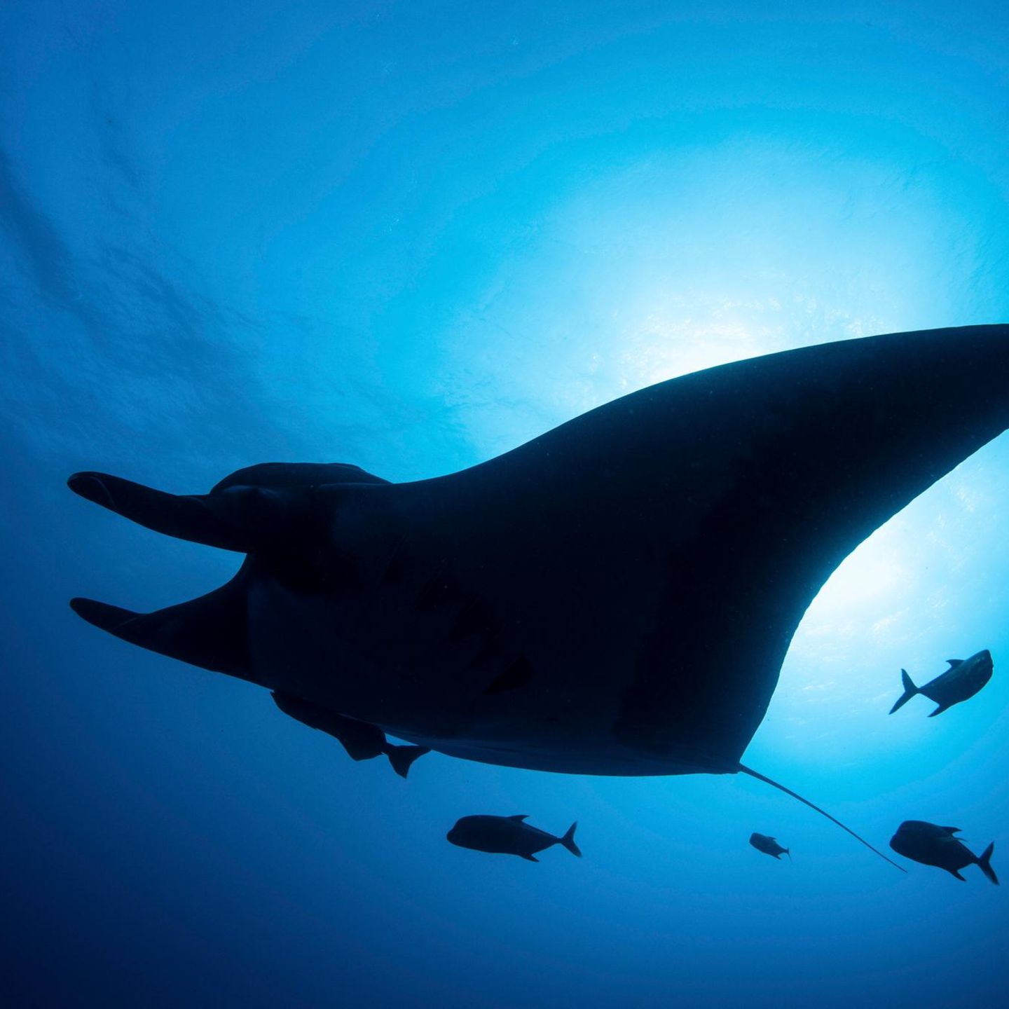 Artenschutz Mantarochen