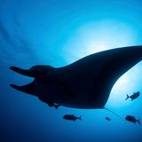 Artenschutz Mantarochen