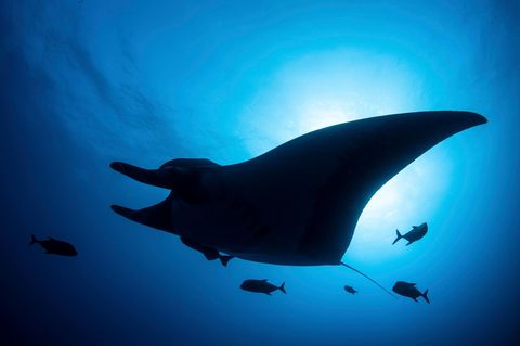 Artenschutz Mantarochen