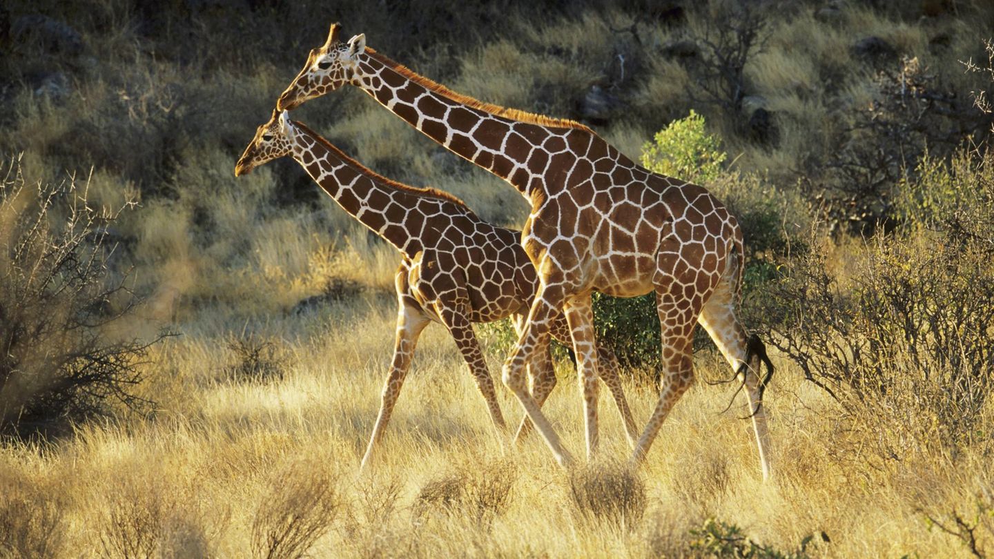 Artenschutz Giraffe