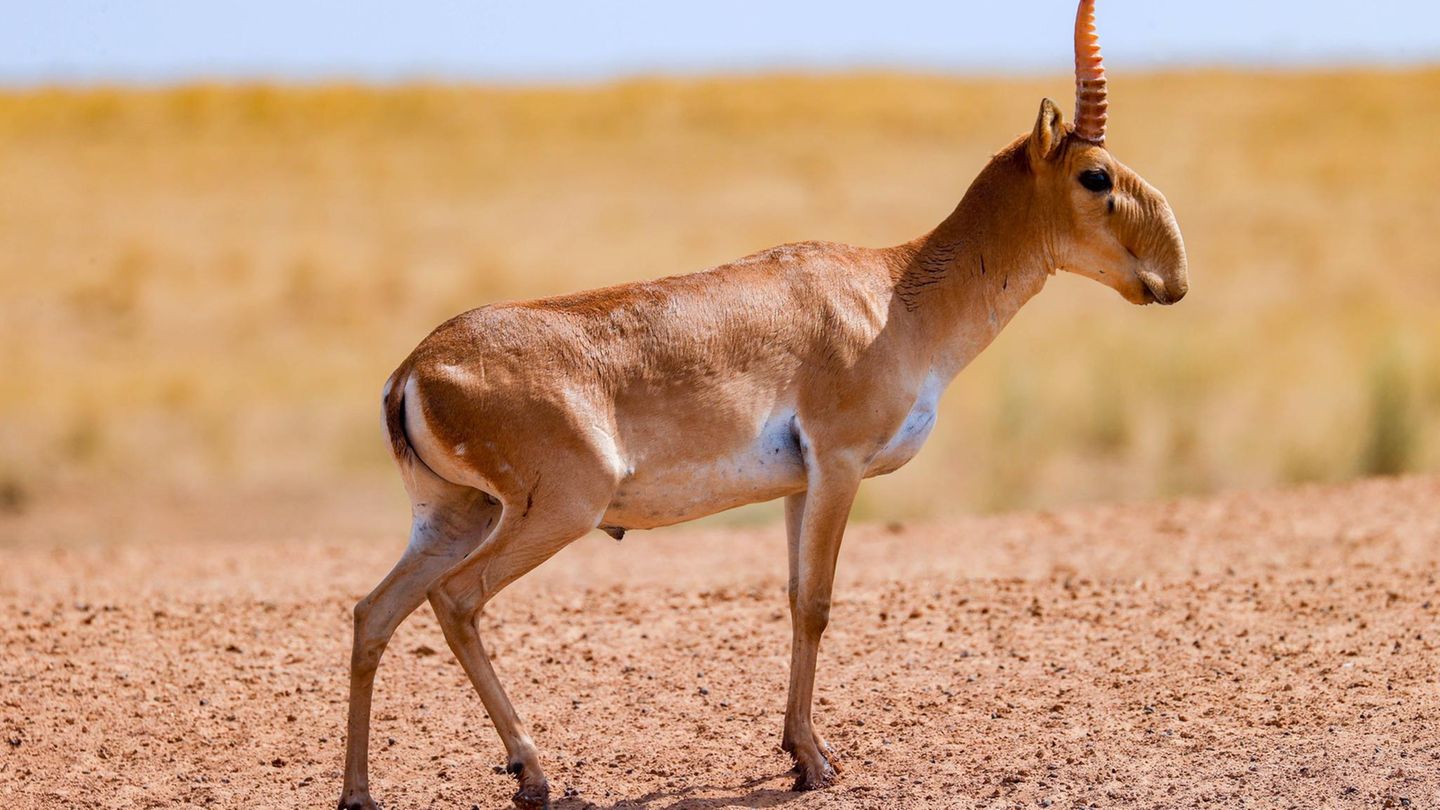 Artenschutz Saiga-Antilope
