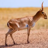 Artenschutz Saiga-Antilope