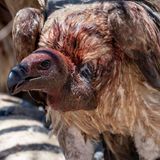 Artenschutz Weißrückengeier