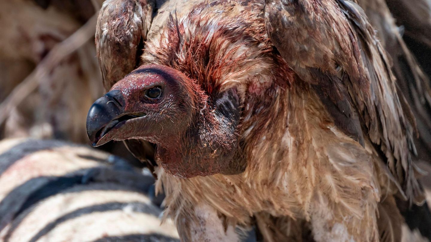 Artenschutz Weißrückengeier