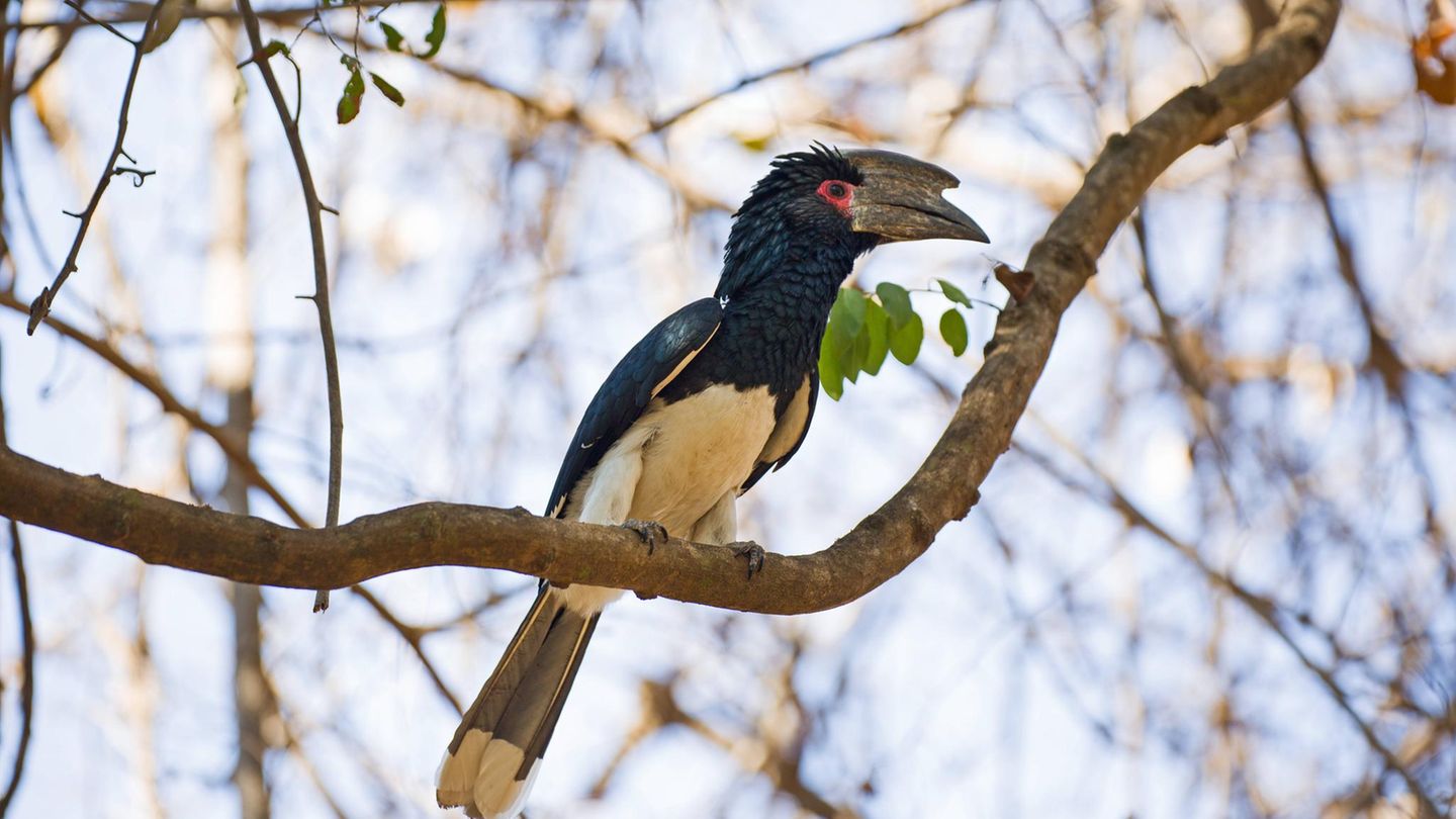 Artenschutz Hornvogel