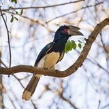 Artenschutz Hornvogel