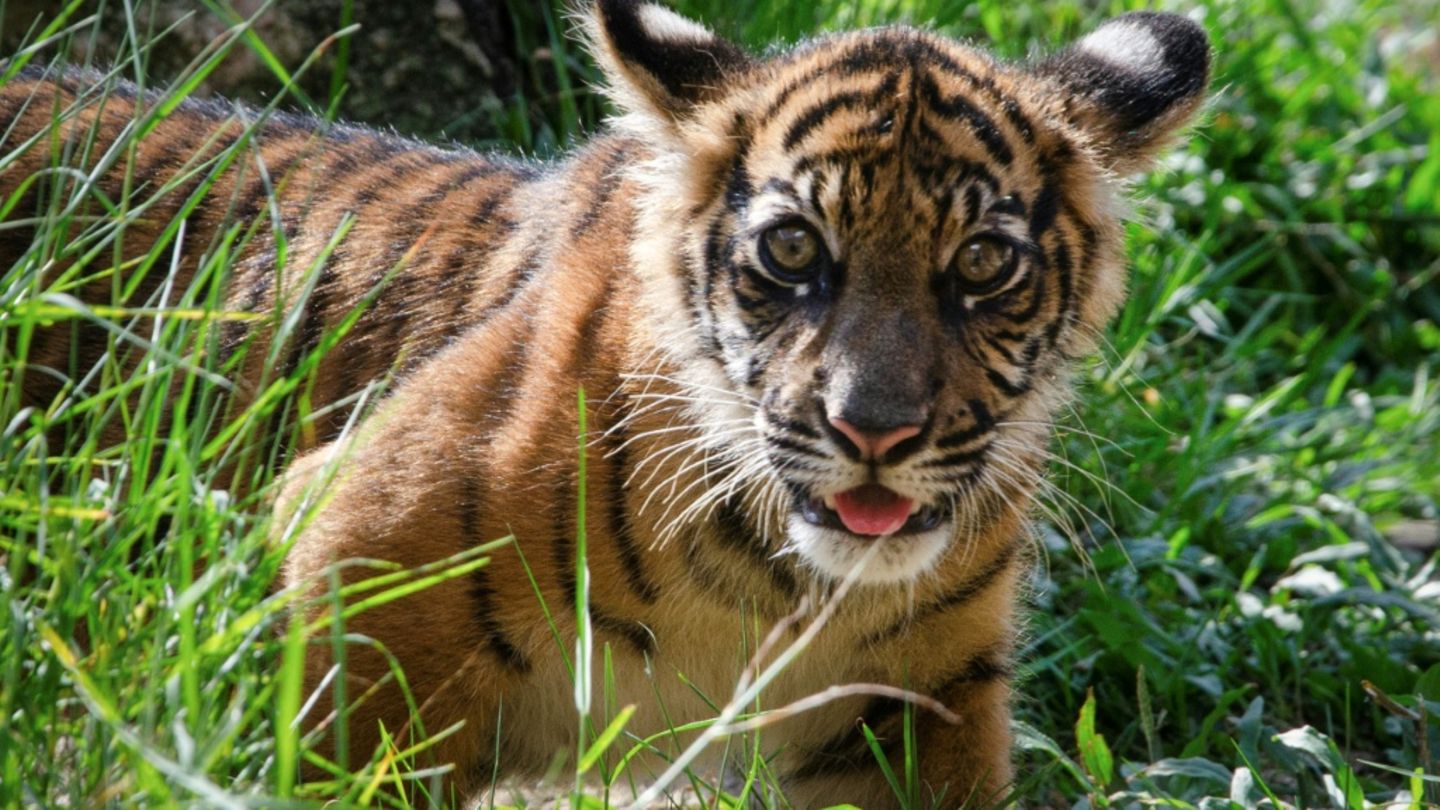 Junger Sumatra-Tiger in Indonesien