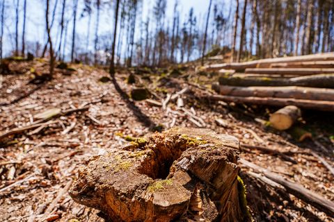 Die EU-Entwaldungsverordnung wird nach Druck auf der Wirtschaft abgeschwächt. (Symbolbild) Foto: Andreas Arnold/dpa