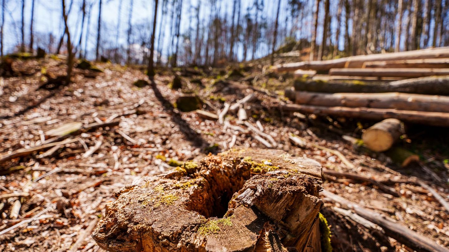 Die EU-Entwaldungsverordnung wird nach Druck auf der Wirtschaft abgeschwächt. (Symbolbild) Foto: Andreas Arnold/dpa