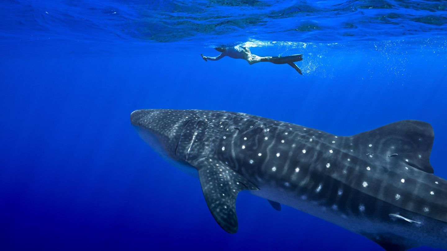 Unter anderem für den Wahlhai beschloss die Weltartenkonferenz in Samarkand ein kommerzielles Handelsverbot. (Archivbild) Foto: