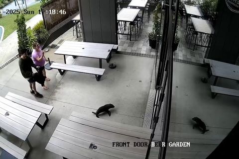 Das niedliche Robbenbaby watschelte plötzlich durch die Vordertür ins Pub. Foto: Uncredited/Sprig + Fern The Meadows/AP/dpa