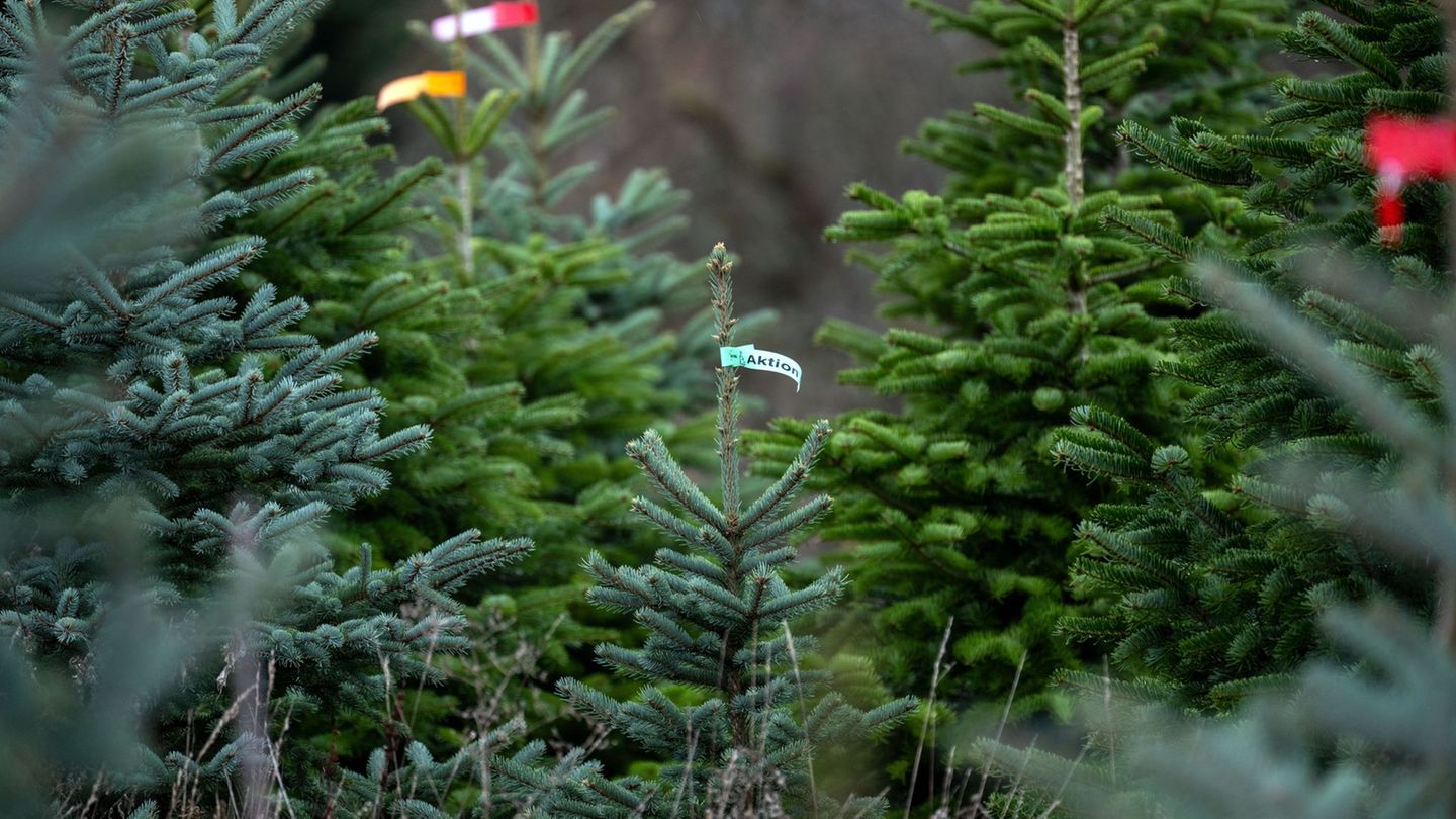 Die Christbaumsaison ist in vollem Gange. (Archivbild) Foto: Pia Bayer/dpa