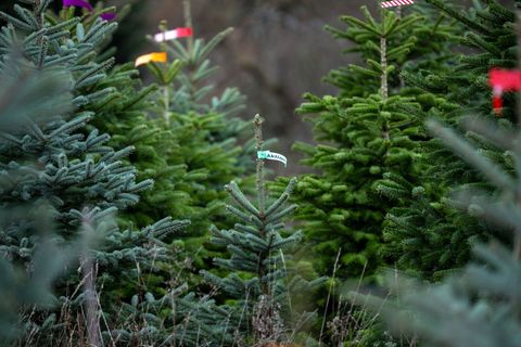 Die Christbaumsaison ist in vollem Gange. (Archivbild) Foto: Pia Bayer/dpa