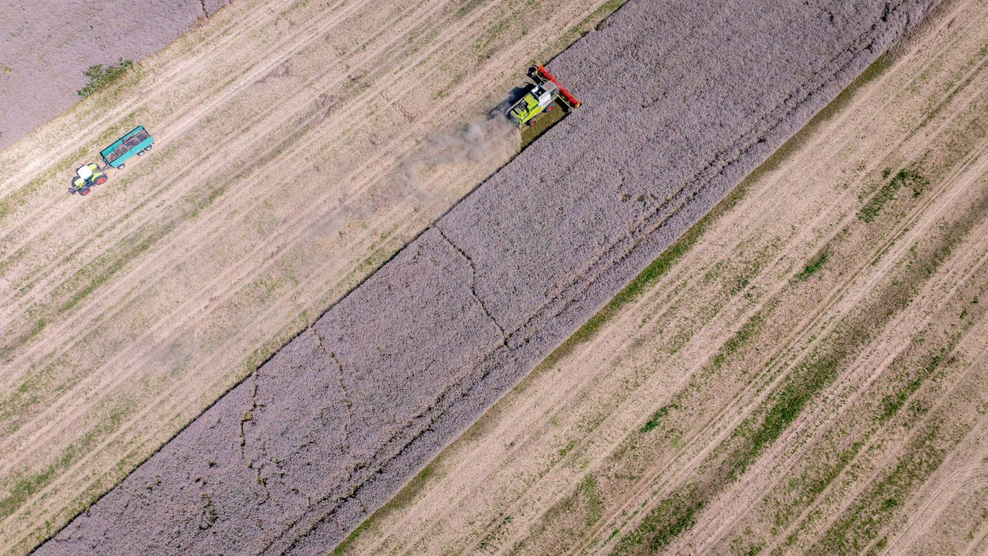 Viele landwirtschaftlich genutzte Böden sind laut Naturschützern durch Bodenerosion gefährdet - auch in Mecklenburg-Vorpommern.
