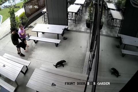 Eine Aufnahme der Überwachungskamera zeigt die Baby-Robbe kurz vor "Betreten" des Pubs in Neuseeland