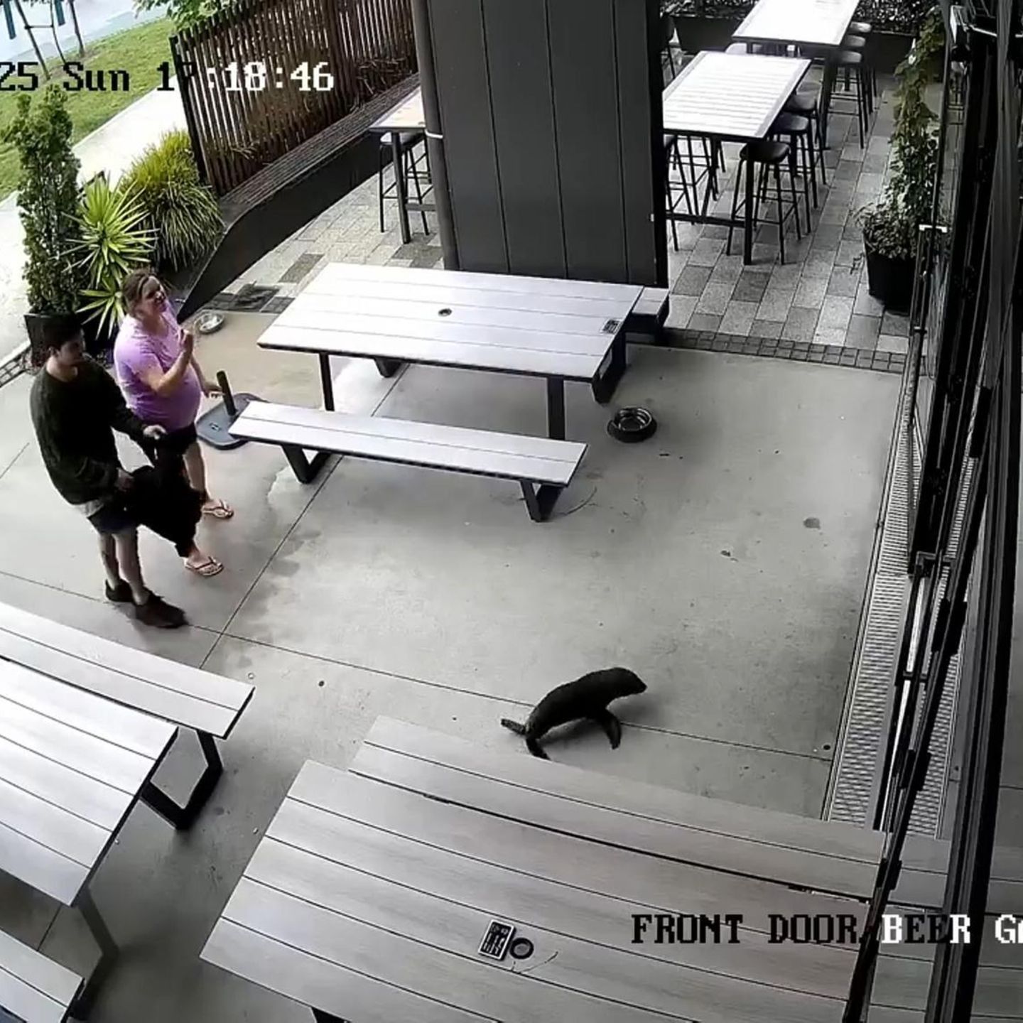 Eine Aufnahme der Überwachungskamera zeigt die Baby-Robbe kurz vor "Betreten" des Pubs in Neuseeland