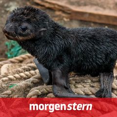 Nicht jede Baby-Robbe begnügt sich damit, ihren natürlichen Lebensraum zu erkunden (Symbolbild)