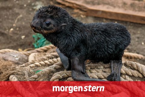 Nicht jede Baby-Robbe begnügt sich damit, ihren natürlichen Lebensraum zu erkunden (Symbolbild)