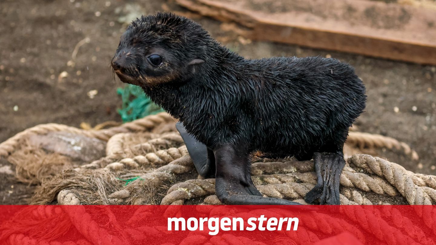 Nicht jede Baby-Robbe begnügt sich damit, ihren natürlichen Lebensraum zu erkunden (Symbolbild)