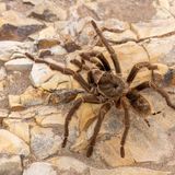 Artenschutz: eine Tarantel sitzt auf einem Felsen