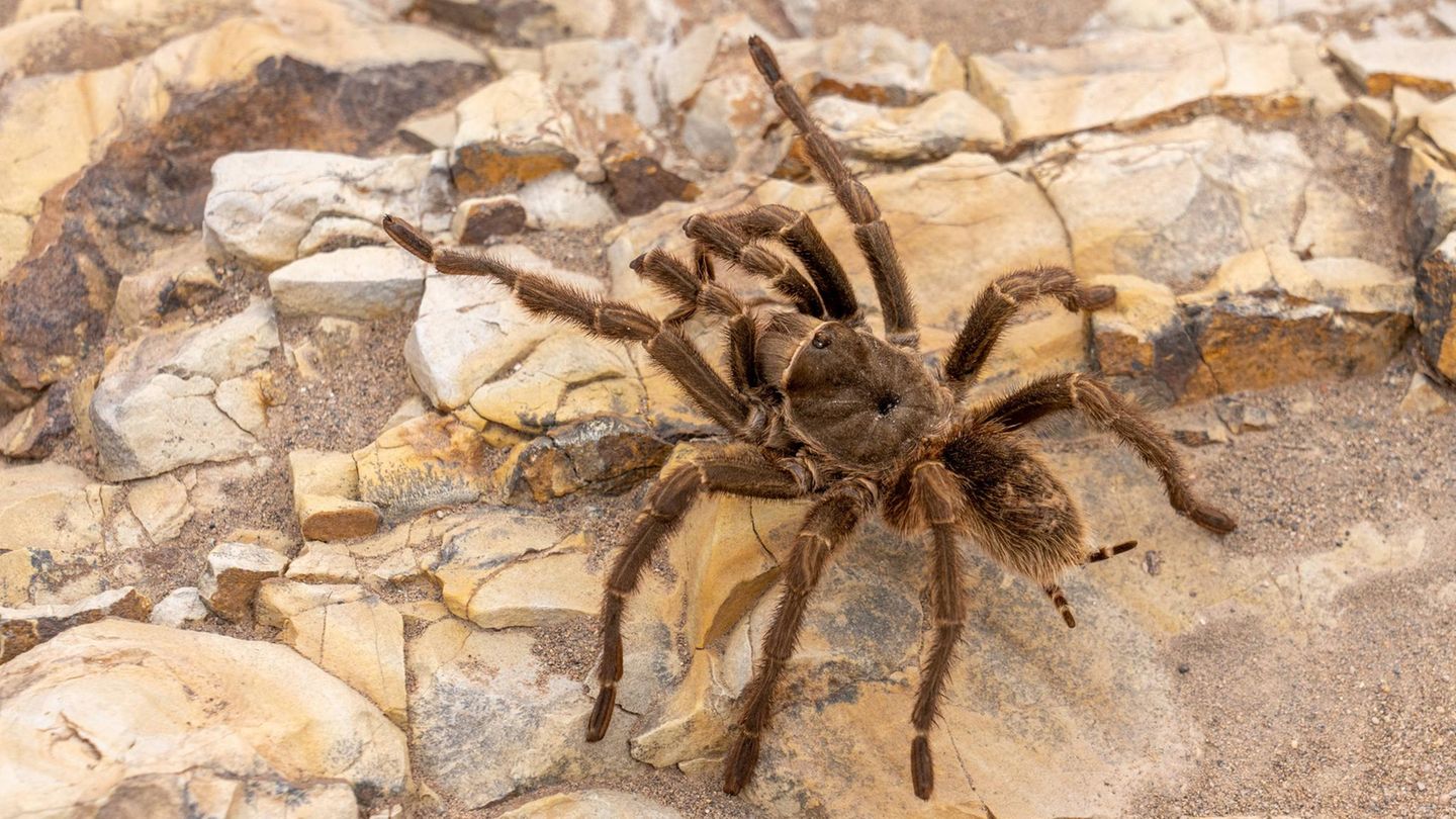 Artenschutz: eine Tarantel sitzt auf einem Felsen