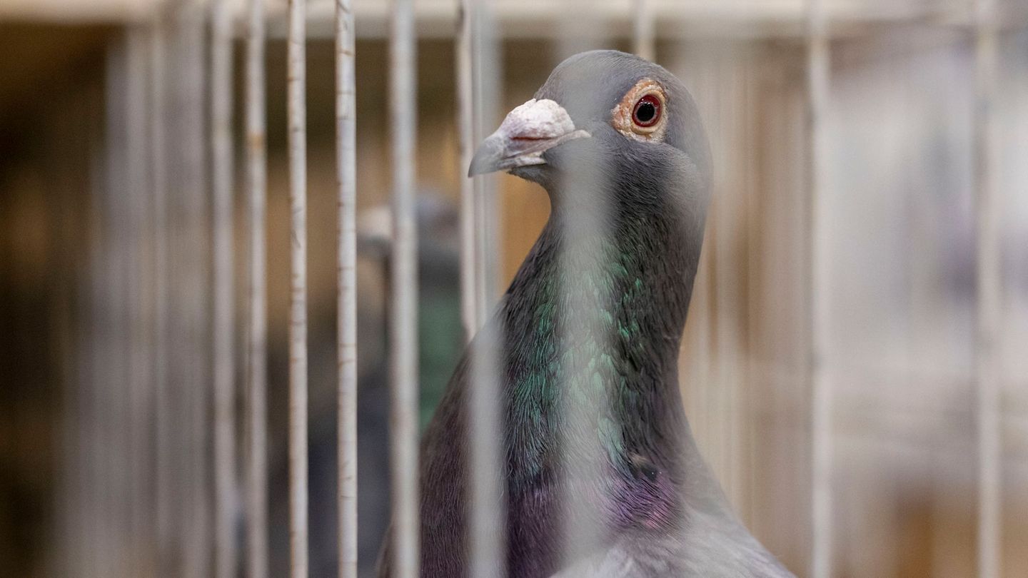 Hatte der Dieb keine Lust mehr, Porto zu zahlen? (Symbolbild) Foto: David Inderlied/dpa