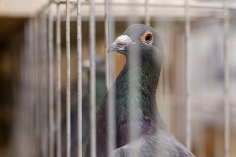 Hatte der Dieb keine Lust mehr, Porto zu zahlen? (Symbolbild) Foto: David Inderlied/dpa