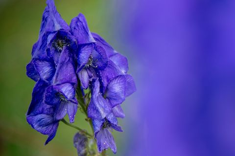 Der Blaue Eisenhut gehört wegen des Stoffs Aconitin zu den giftigsten Pflanzen Europas. (Archivbild) Foto: Patrick Pleul/dpa