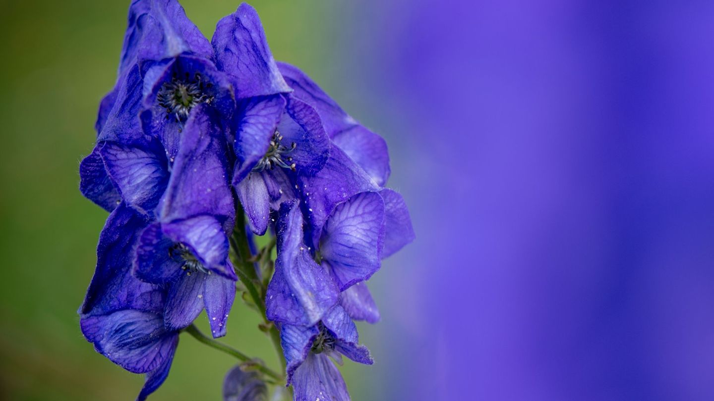 Der Blaue Eisenhut gehört wegen des Stoffs Aconitin zu den giftigsten Pflanzen Europas. (Archivbild) Foto: Patrick Pleul/dpa