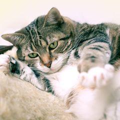 Eine dicke Katze liegt auf einem Schaffell