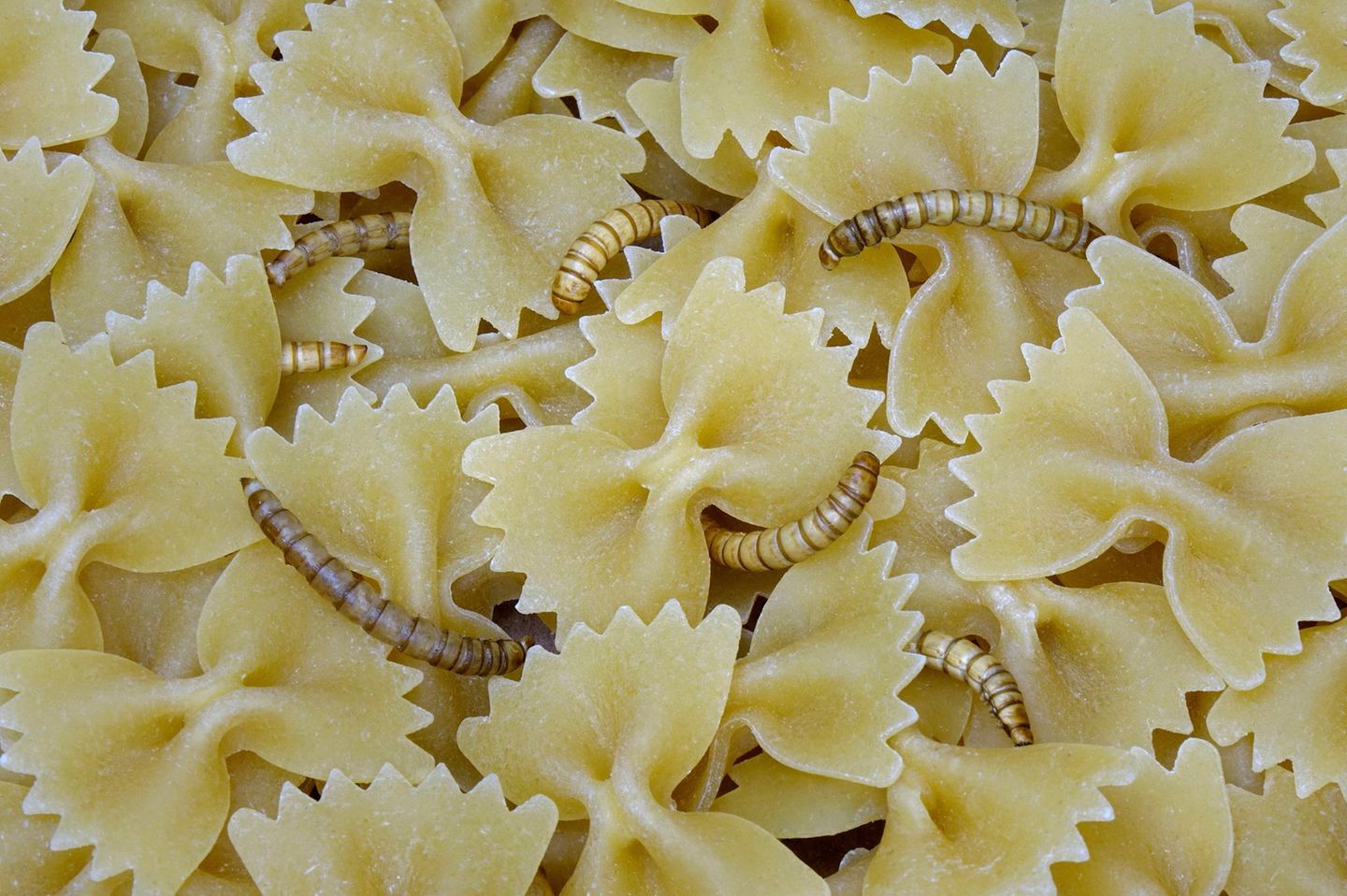 Mehlwürmer auf Nudeln