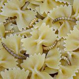 Mehlwürmer auf Nudeln