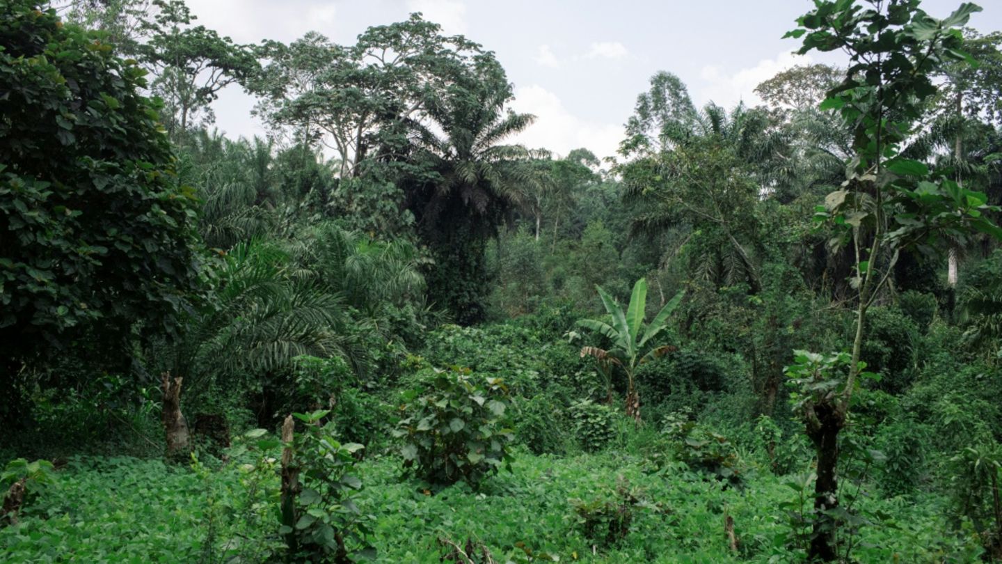 Wald mit Kakaofeldern in der Demokratischen Republik Kongo