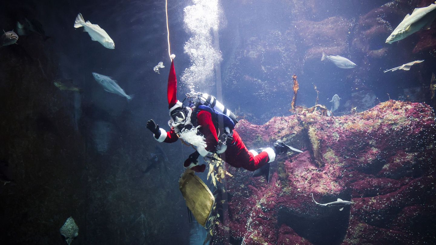 Alle Jahre wieder gibt es auch für die Fische im Großaquarium besondere Leckereien zum Nikolaustag. Foto: Christian Charisius/dp