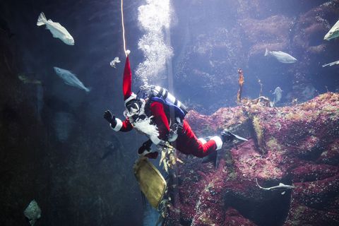 Alle Jahre wieder gibt es auch für die Fische im Großaquarium besondere Leckereien zum Nikolaustag. Foto: Christian Charisius/dp