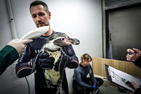 Fiebermessen bei Humboldt-Pinguin im Pariser Zoo