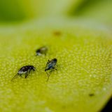 Fruchtfliegen auf einem grünen Blatt