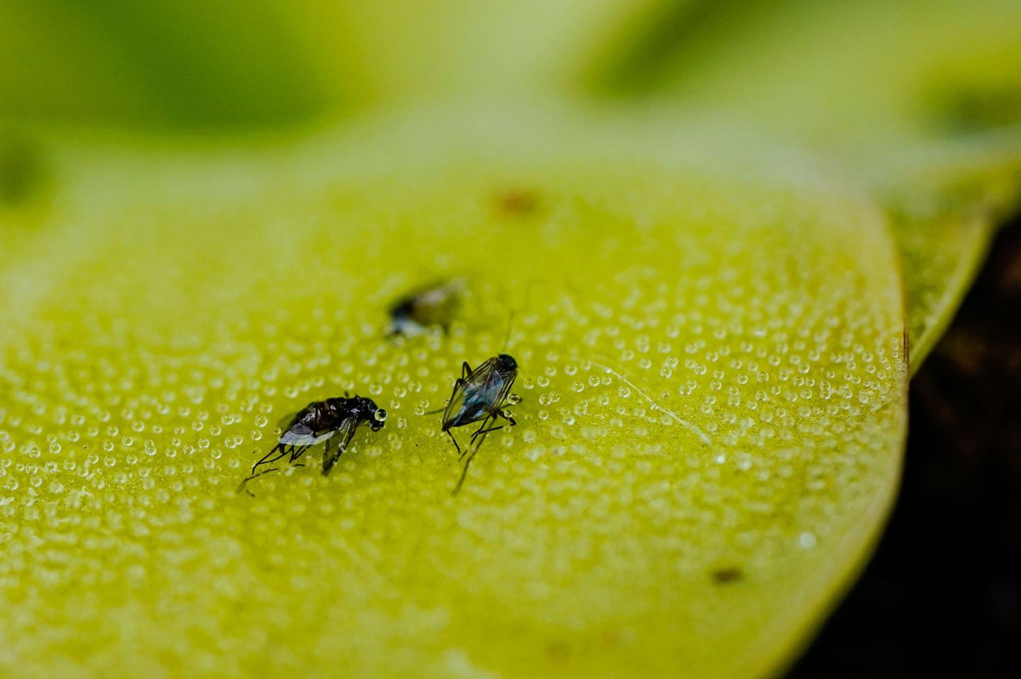 Fruchtfliegen auf einem grünen Blatt