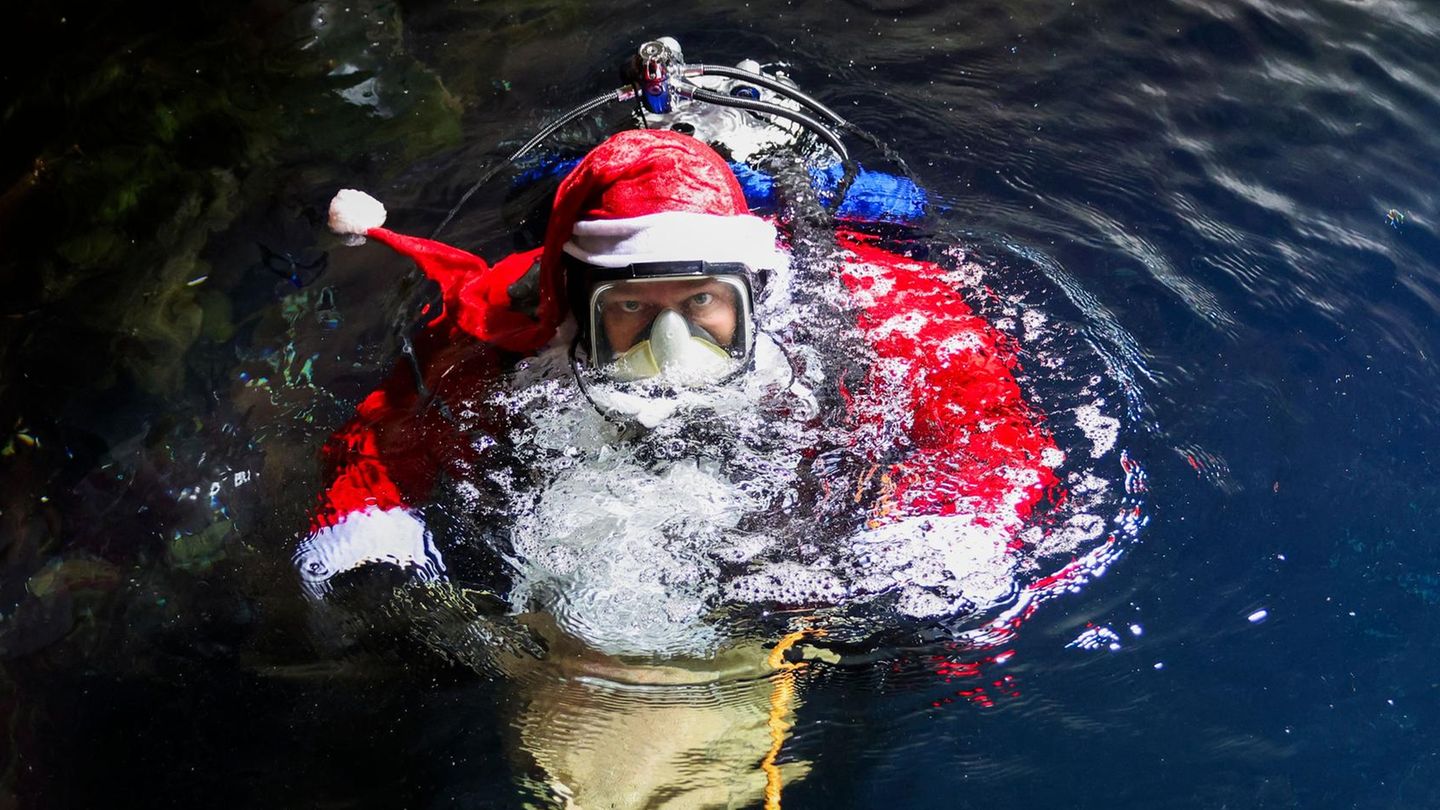 Tönning, Deutschland. Feiern Fische, Krebse und Wale auch Weihnachten, Advent und Nikolaus? Wohl kaum. Dennoch können sich die Meerestiere im Großaquarium des Multimar Wattforums über eine Überraschung vom Nikolaus freuen. Verkörpert wird dieser von Timo Kaminski, dem Leiter des Aquarien- und Tierpflegebereichs. Als jährliche Tradition taucht der Meeresbiologe am Nikolaustag verkleidet in das 250.000 Liter fassende Becken und füttert die verschiedenen Fischarten des Nationalpark-Zentrums