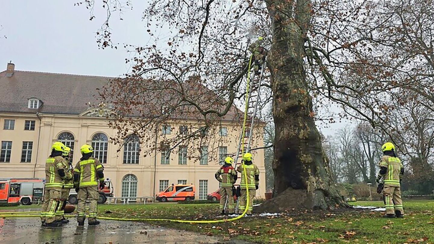 Feuerwehrleute löschten den denkmalgeschützten Baum im Schlosspark Schönhausen. (Handout) Foto: -/Berliner Feuerwehr/dpa