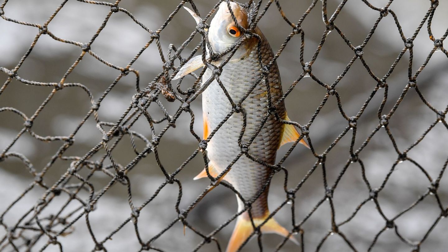 Keine Fischverarbeitung in Thüringen (Illustration) Foto: Patrick Pleul/dpa-Zentralbild/ZB