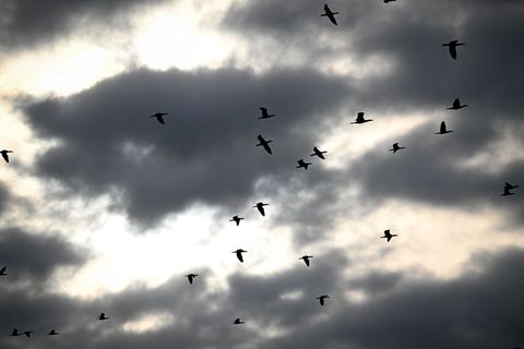 Deutlich weniger Brutpaare wurden 2025 am Bodensee gezählt. (Archivbild) Foto: Felix Kästle/dpa