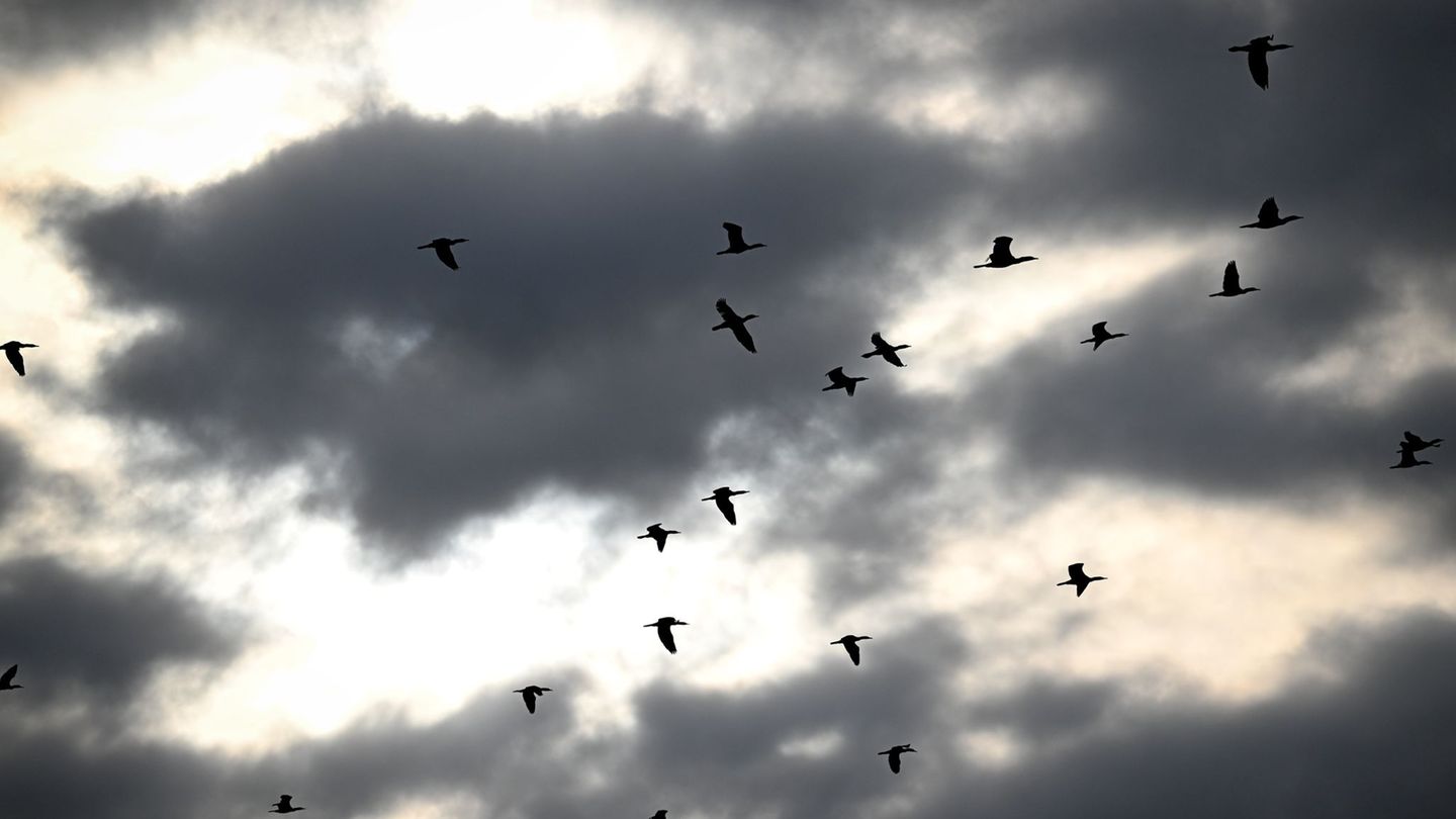 Deutlich weniger Brutpaare wurden 2025 am Bodensee gezählt. (Archivbild) Foto: Felix Kästle/dpa